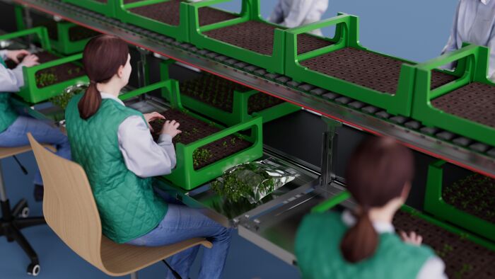 Workers at a cutting line handling cuttings in trays