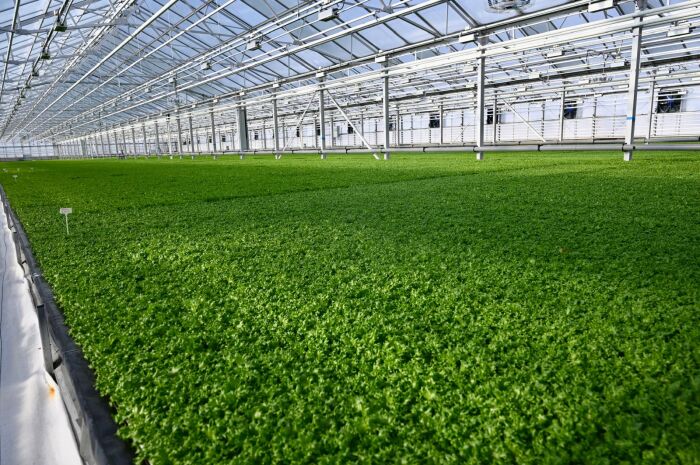 Large scale CEA greenhouse with factory based lettuce production at Berkshire Produce
