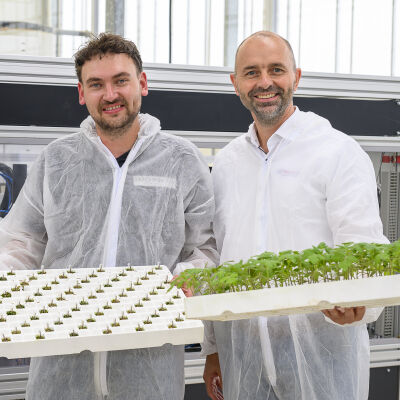 Tray met gesneden onderstammen naast een tray met jonge planten
