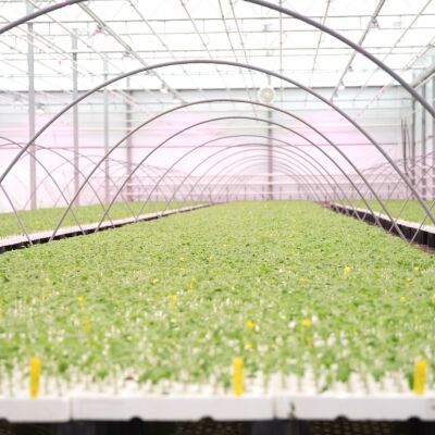 Jonge planten in trays onder tunnels in de kas