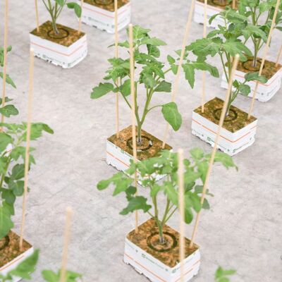 Tomatenplanten in steenwolblokken na het enten